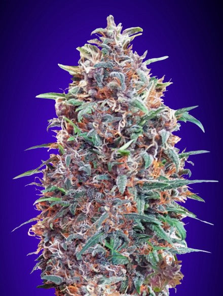 Advanced Seeds - Auto Purple Diesel